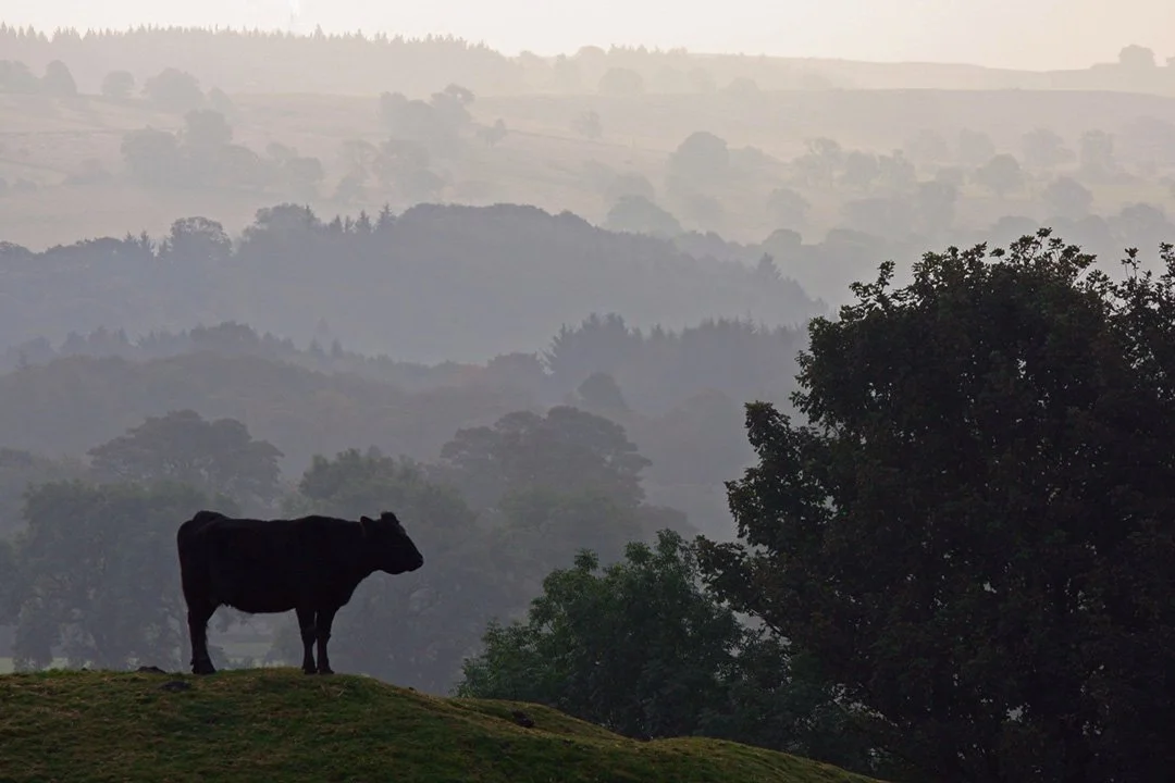 Silhouette on a misty morning