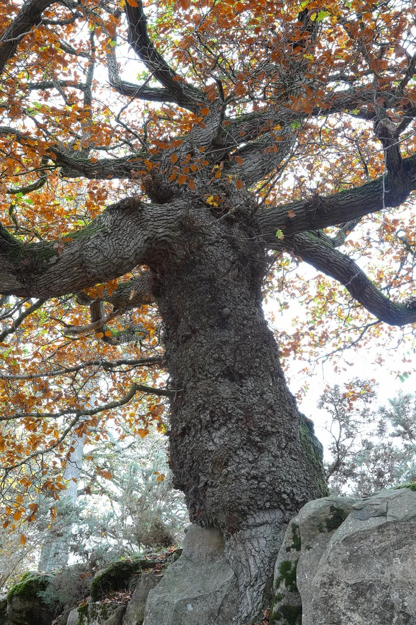 Merge (280-82)_HDR-2(20x30).jpg