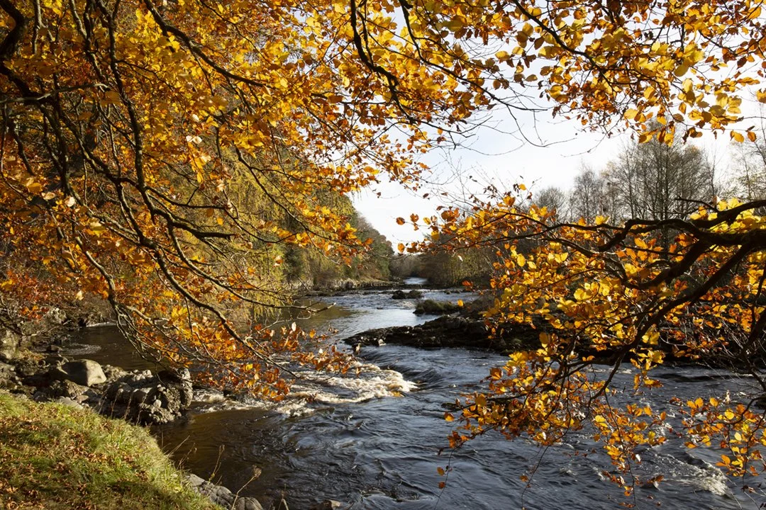 The Tees through autumn leaves, Wynch Bank Plantation