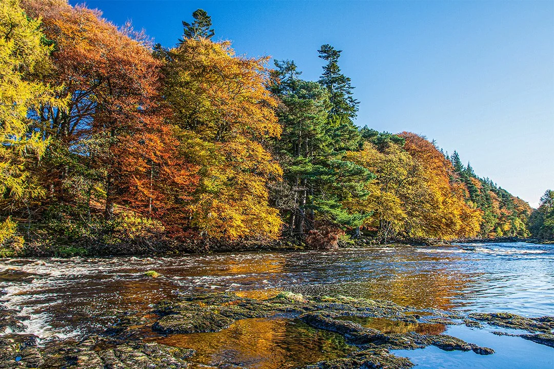 Wynch Bank Plantation reflected in the Tees