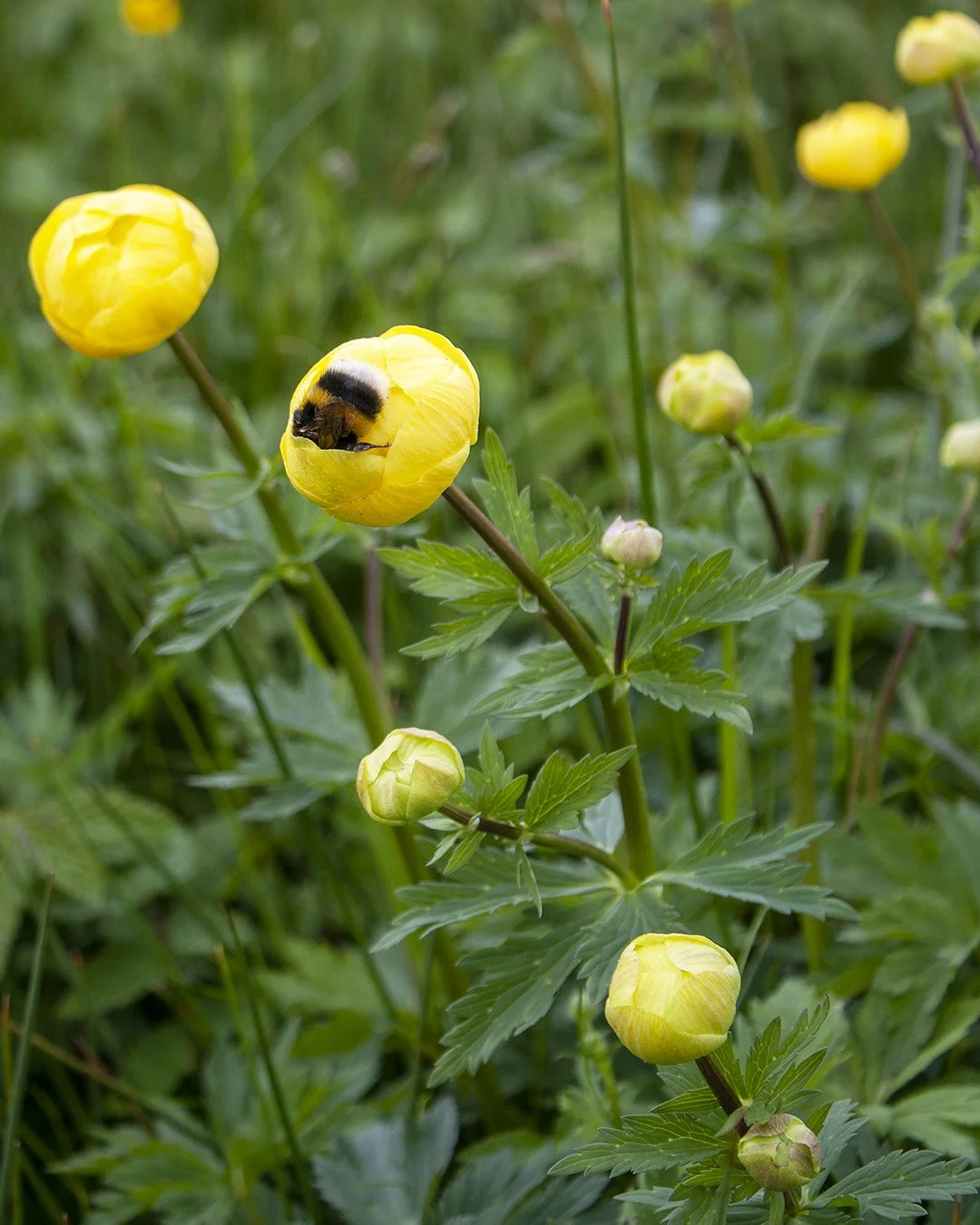A determined Bumblebee!