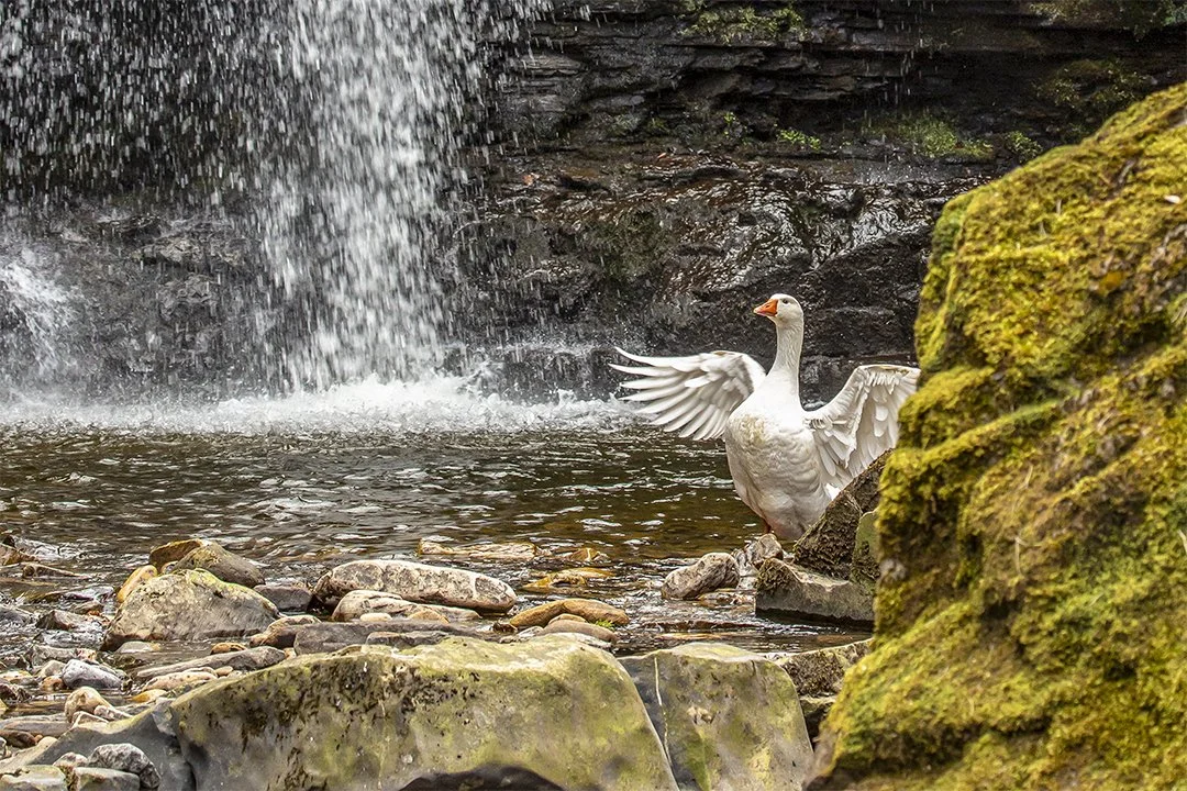 Goose at Gibson's Cave