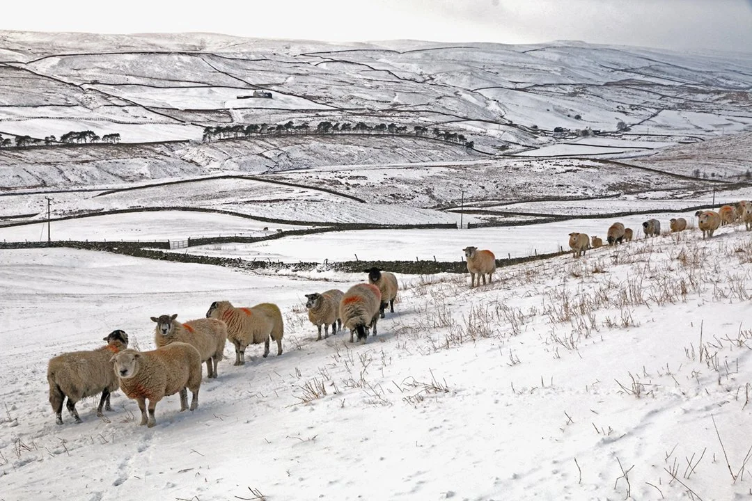 A line of sheep in Harwood