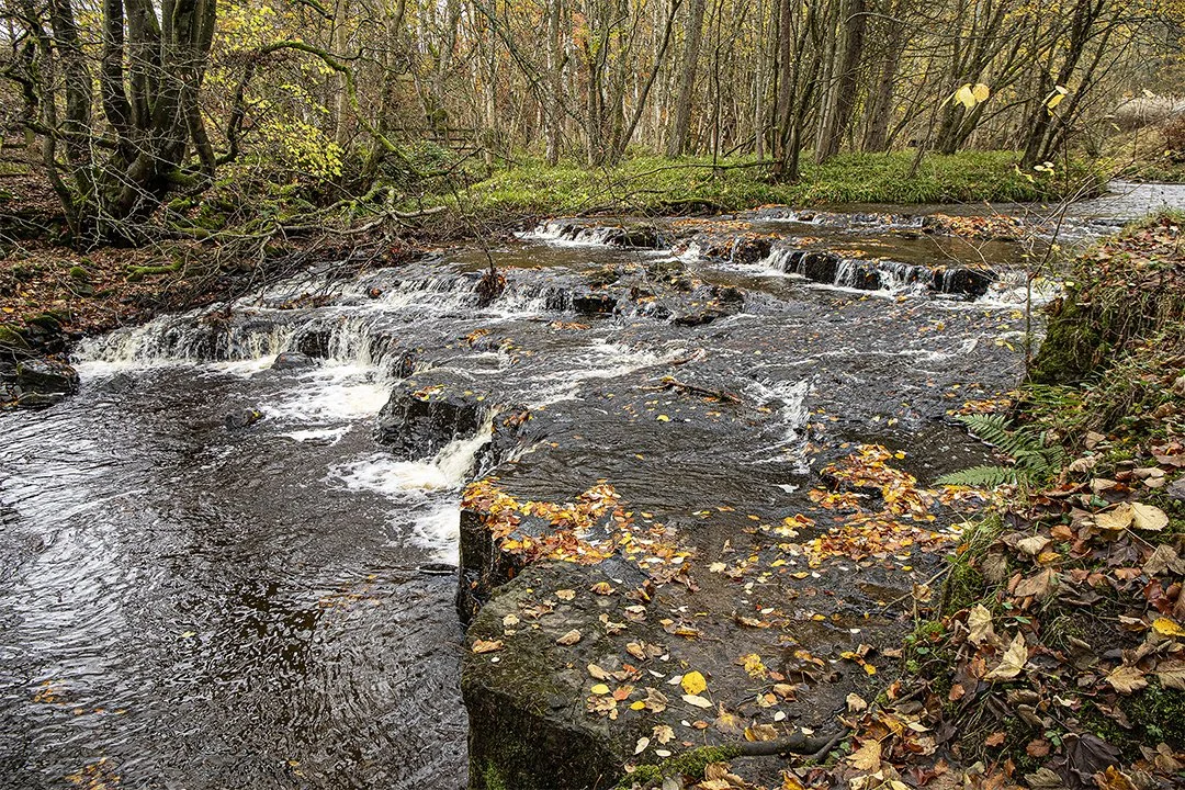 Bow Lee Beck, Autumn 