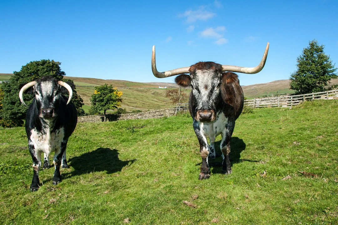 Longhorns at Snaisgill