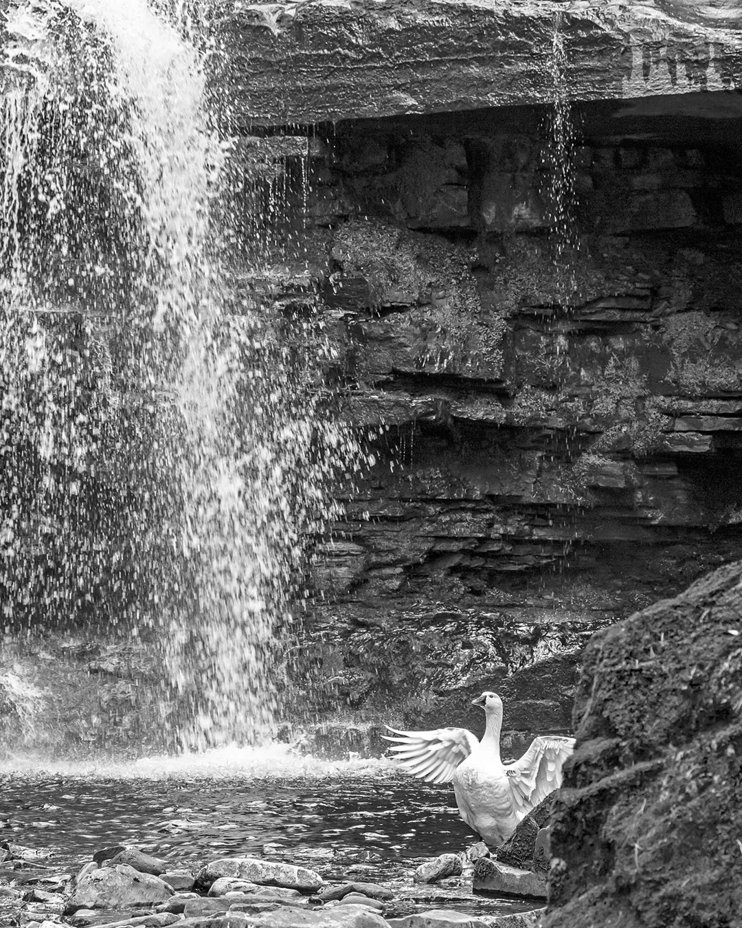Goose and Summerhill Force (B&W)