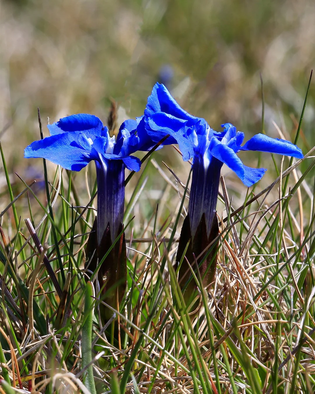A pair of Spring Gentians