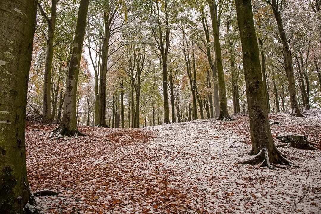 Seasons collide in woods at Bowlees