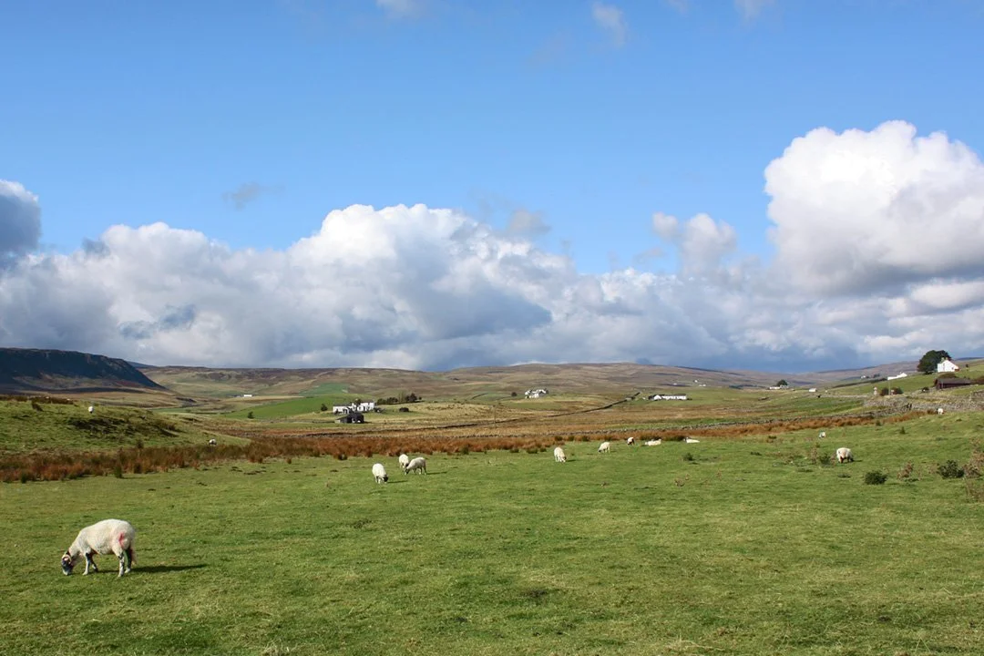 Across Forest towards Widdybank Fell