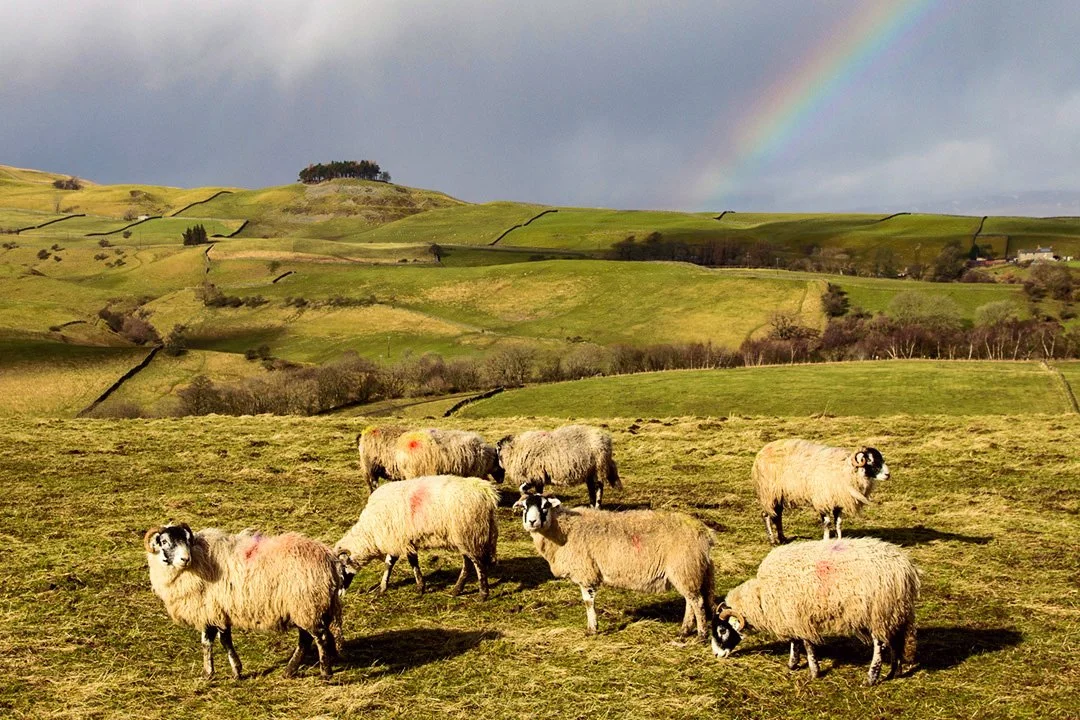 Kirkcarrion with sheep and a feint rainbow