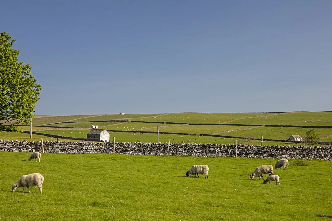 Sheep and white barns at Bowlees Farm 