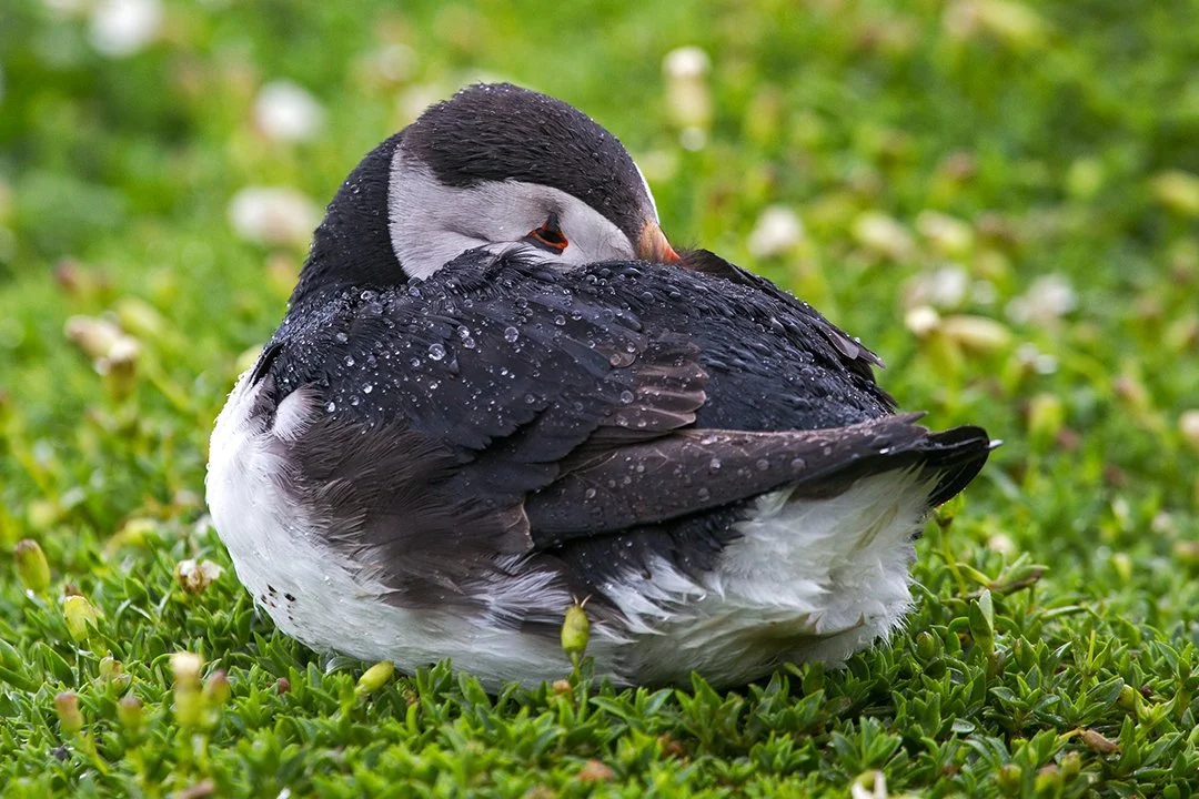 Water off a Puffin's back