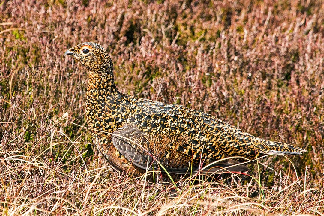 Red Grouse hen, superbly camouflaged