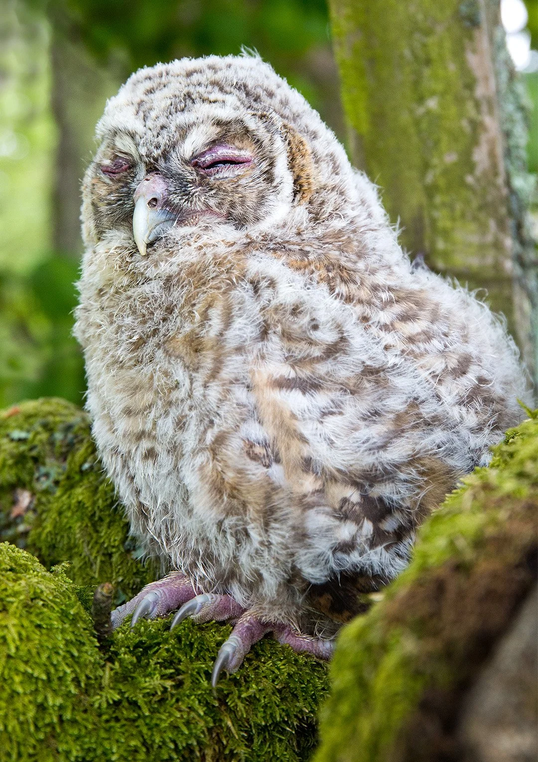 Tawny Owl chick