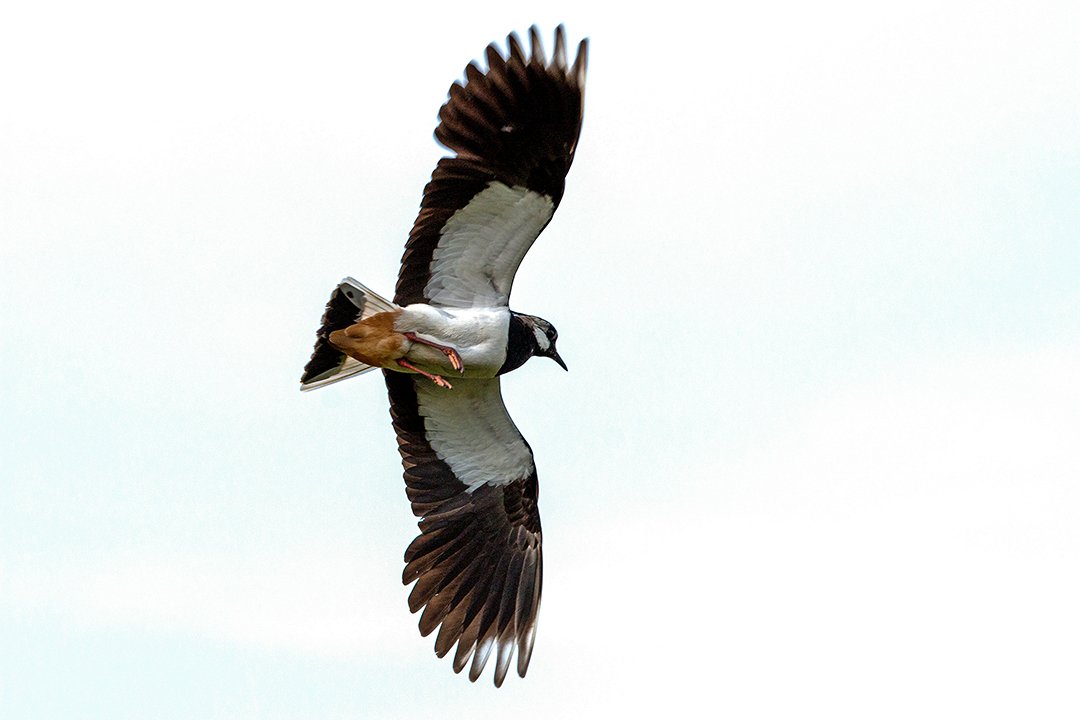 Lapwing in flight