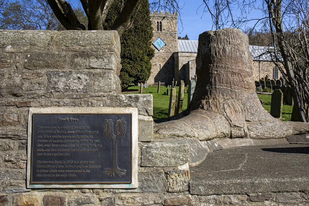 Fossil Tree, Stanhope