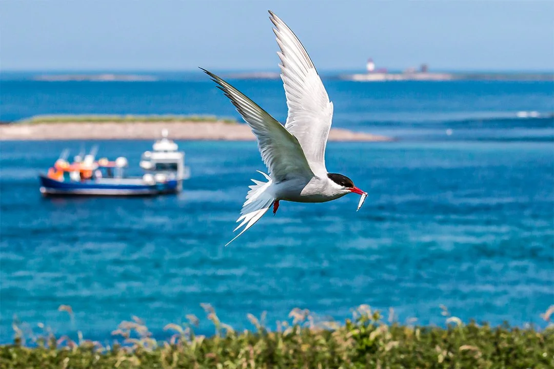 Arctic Tern with a Sand Eel