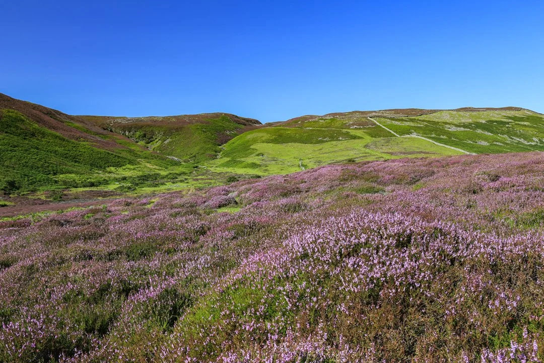 View over heather to Cronkley Fell
