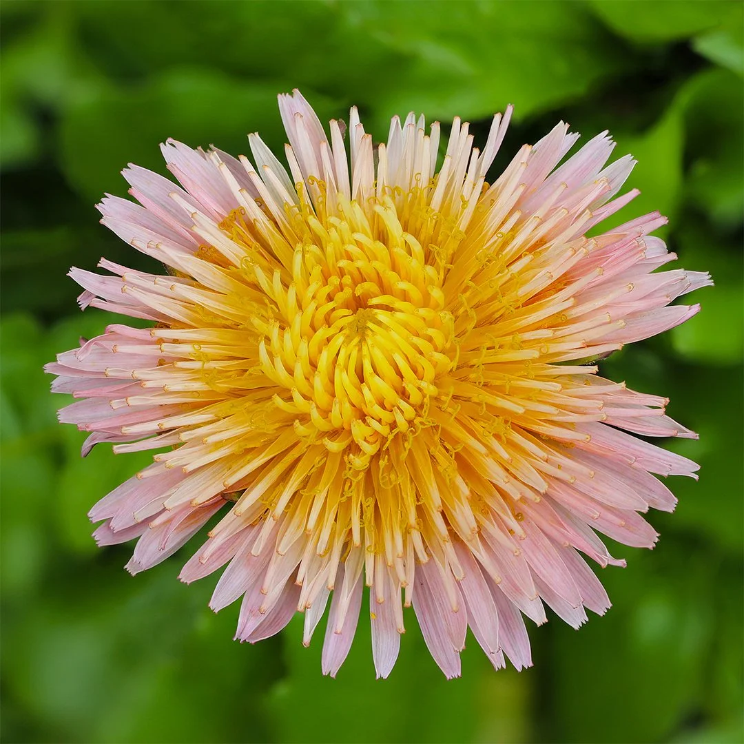 Pink Dandelion