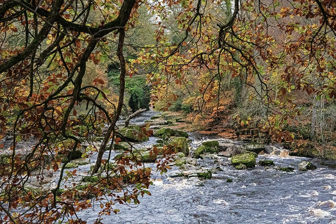 Meeting of the Waters through the branches of the Ancient oak