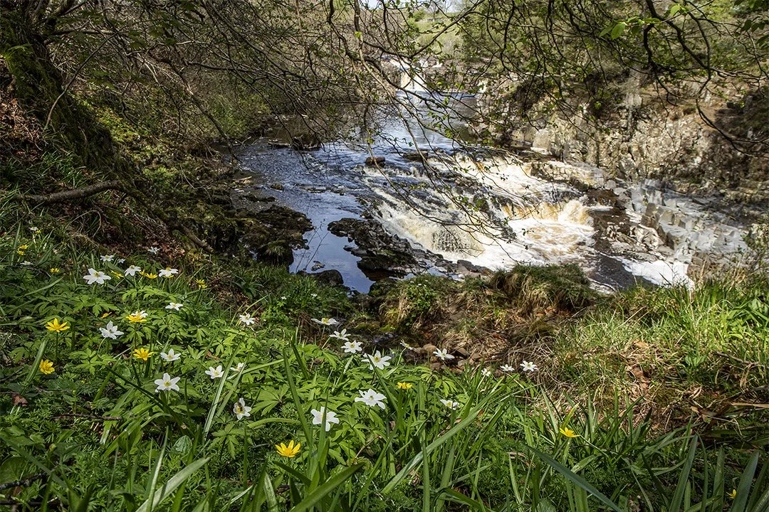 Low Force, Spring (29/4/2025)