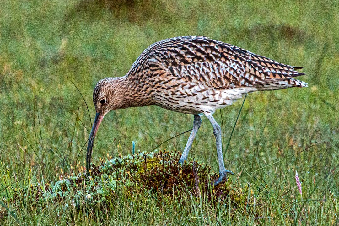 Curlew