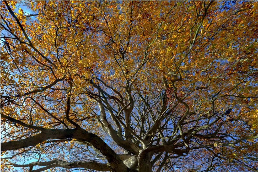 Merge (343-5)(1080x720).jpg