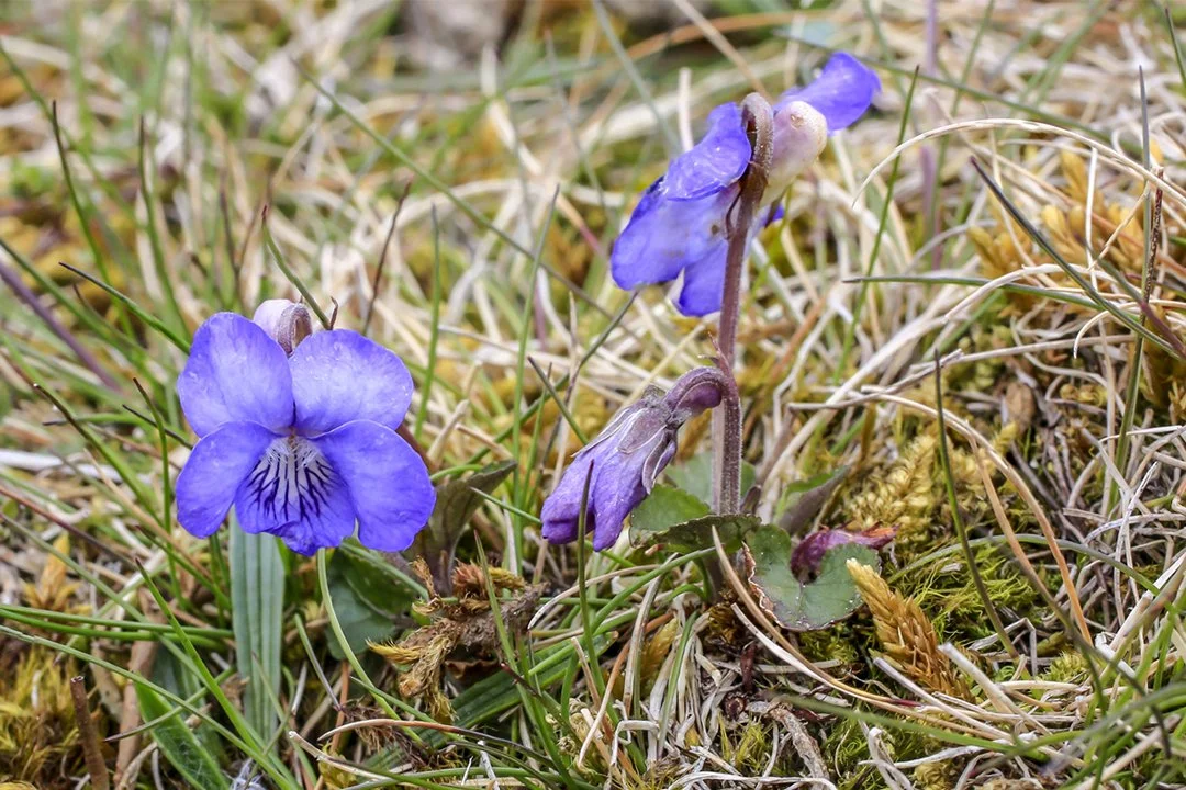 Teesdale Violet 