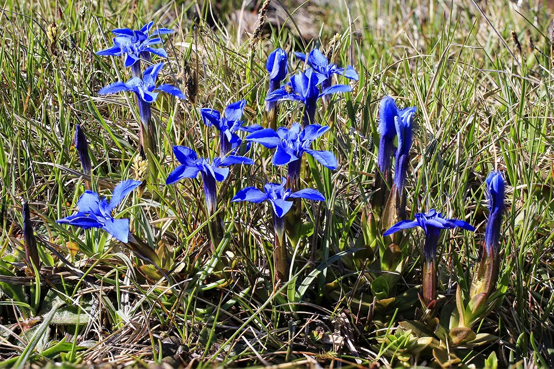 Spring Gentians
