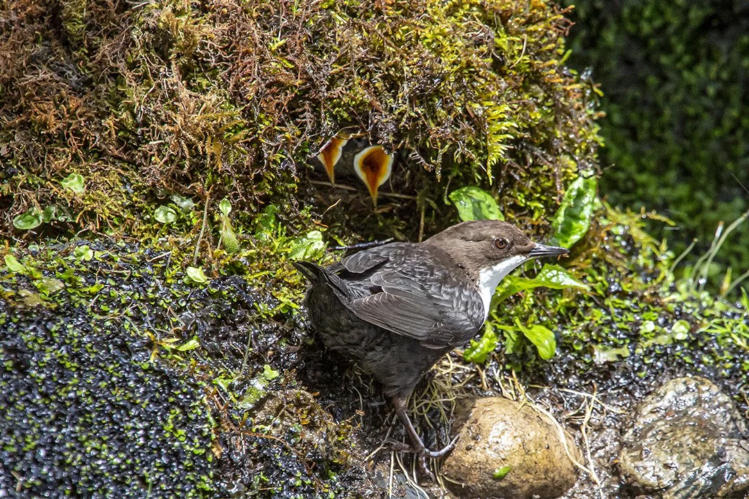 Dipper at nest with chicks