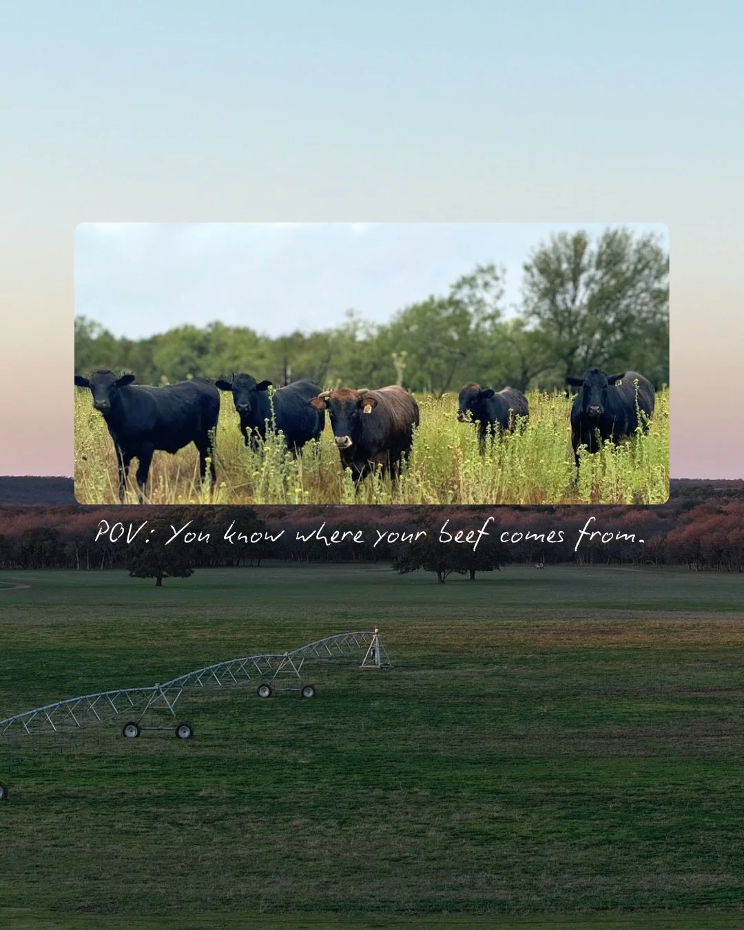 From healthy pastures to your table&mdash; this is Texas Wagyu raised with care for the land, the cattle, and the families we feed. 

Stock your freezer with beef you can trust. Reserve your share now: rockin8cattle.com/beef