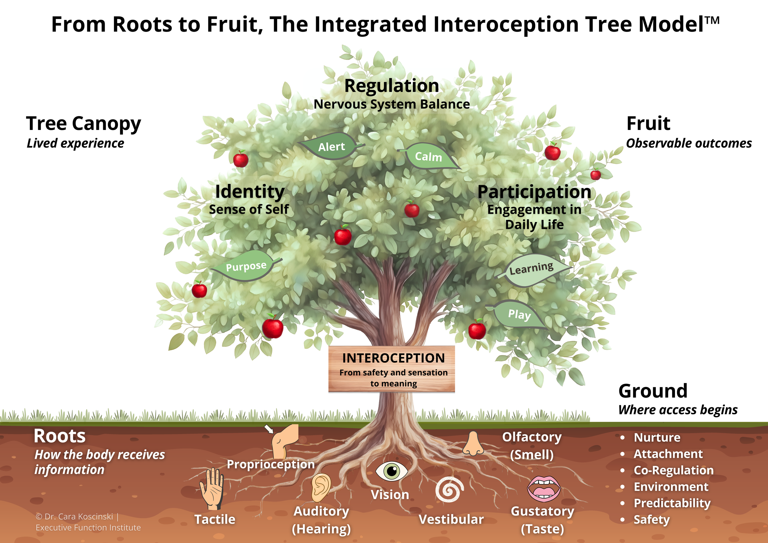 Roots to Fruit, Integrated Interoception Tree Model, tree graphic connecting roots of sensory systems with body awareness and participation