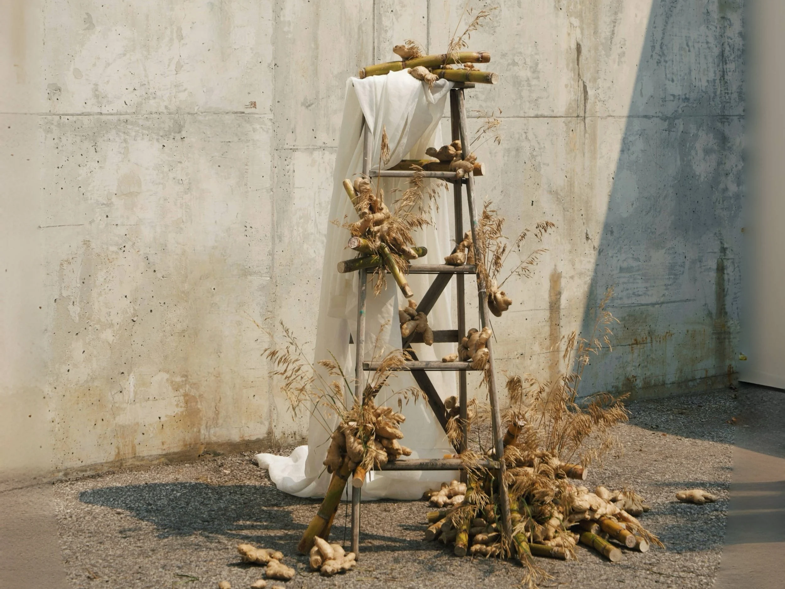 Autumn-Ginger, Sugarcane and Wheat