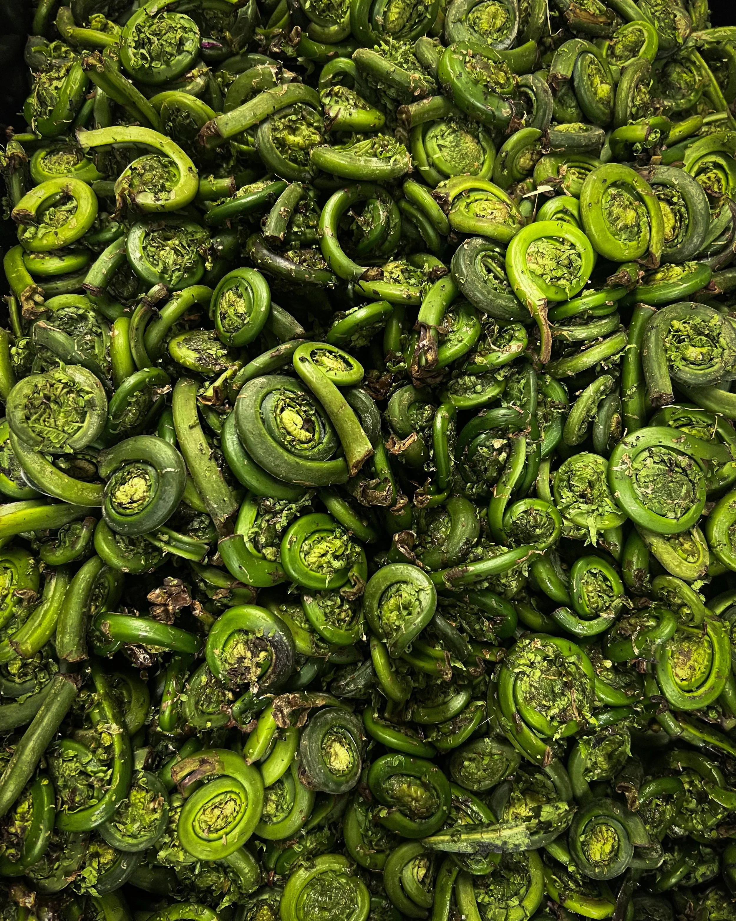 Fiddleheads are joining us for Graze Dinner this Friday. Fresh, local, and only here for a short season. 💚 Get your tickets before it's too late!

#maine #mainefood #mainefarm #portlandmaine