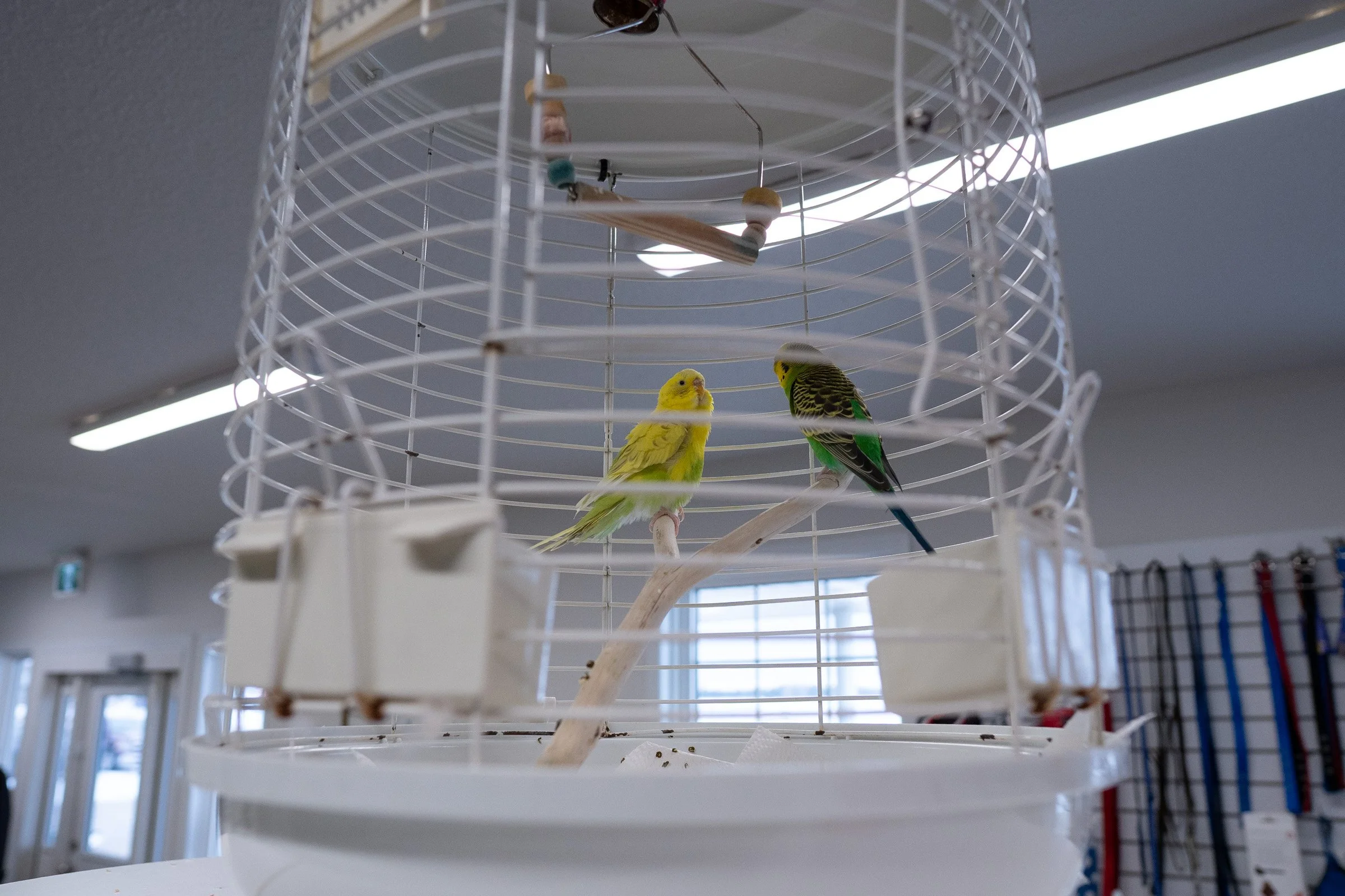 Services — Beausejour Animal Hospital