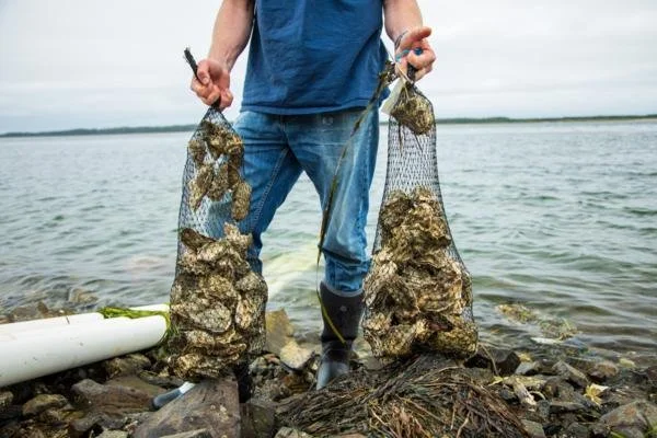 The Oyster farmer - live on wild commons