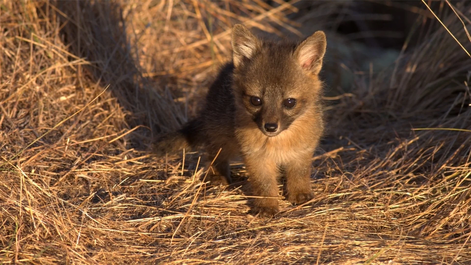The Little Fox of Limuw - live on wild commons