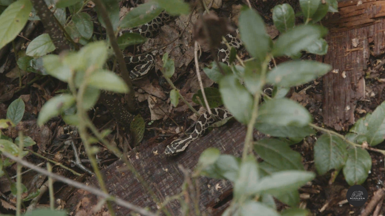 RATTLED - the story of the&nbsp;Eastern Massasauga rattlesnake