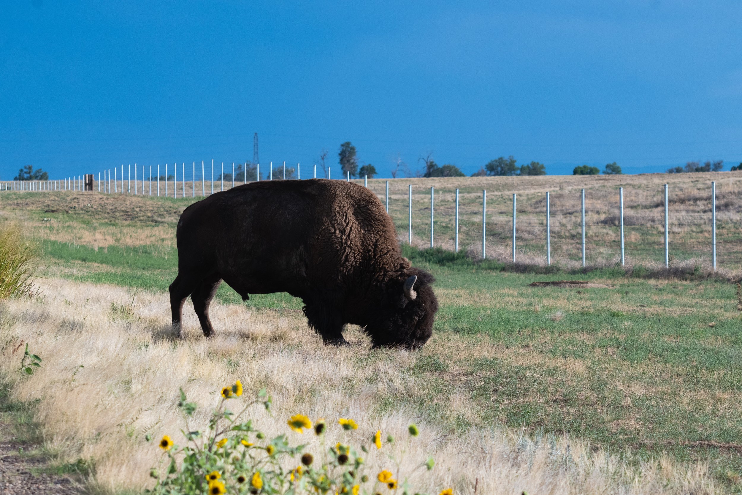 bison in 4K - live on Wild Commons