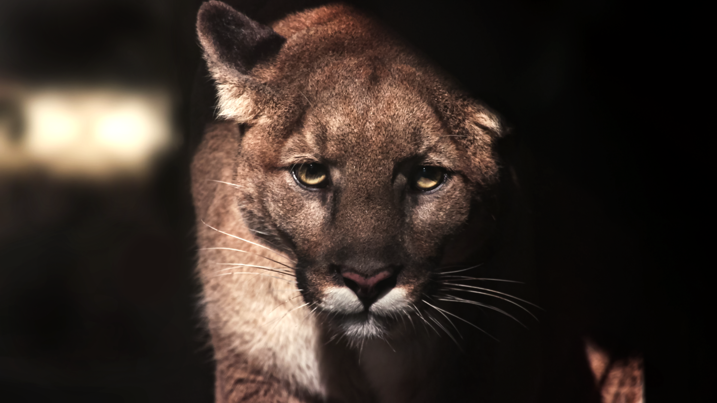 The Path of Puma-36 - Live on Wild Commons
