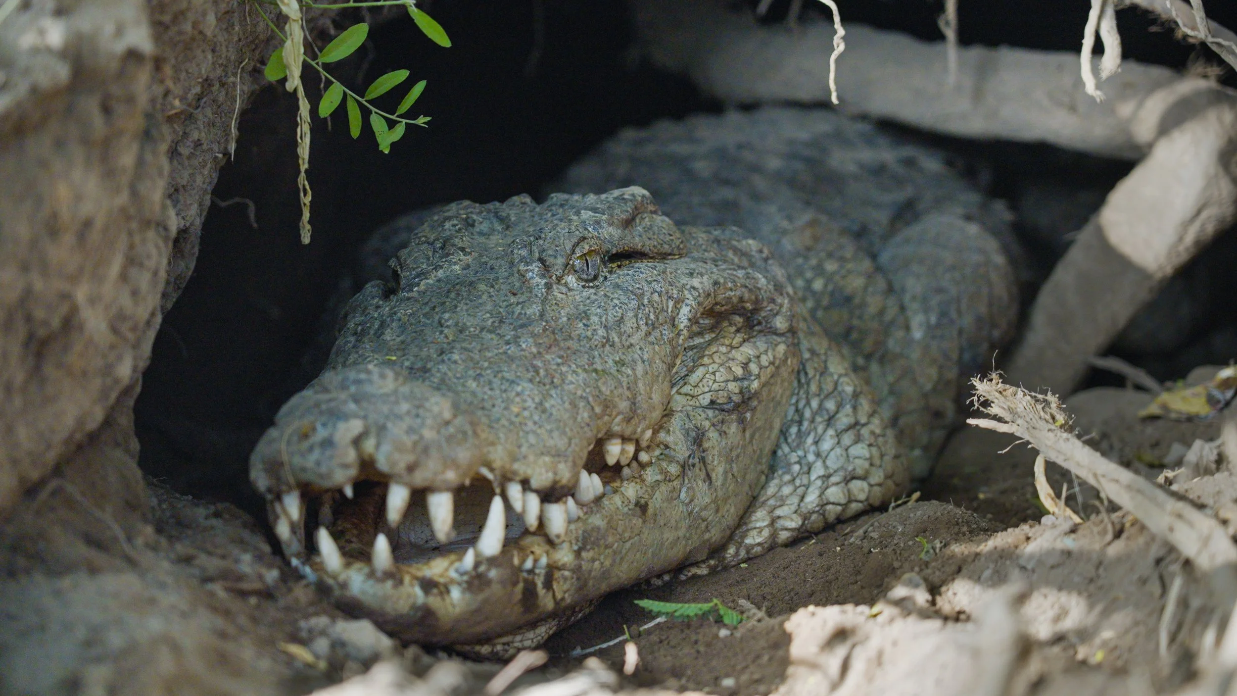 A New Film on Wild Commons Asks: What Does It Actually Take to Live With Crocodiles?