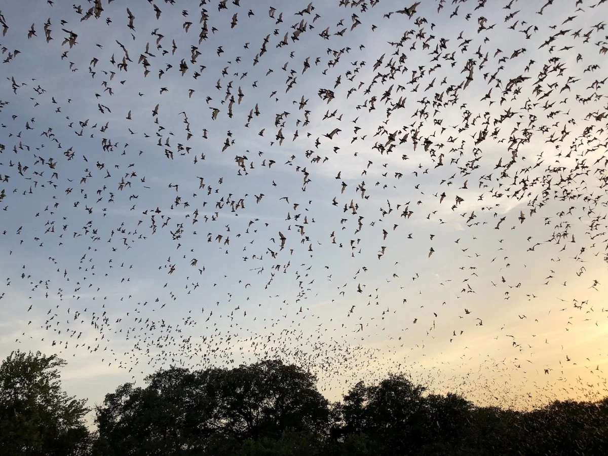 Invisible Mammal preview — The Wild Lens Collective