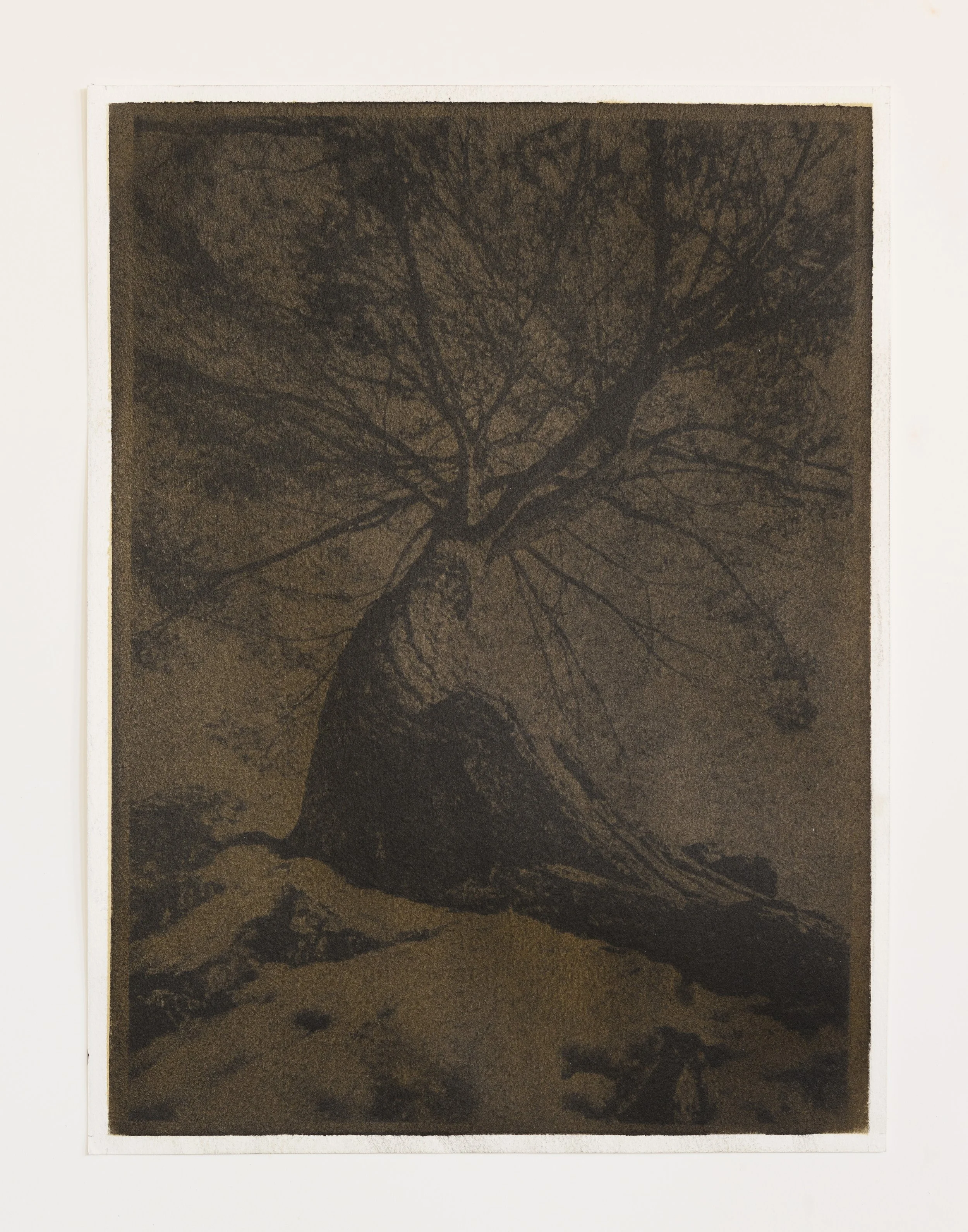 Clifftop Tree.i_3_3063.jpg