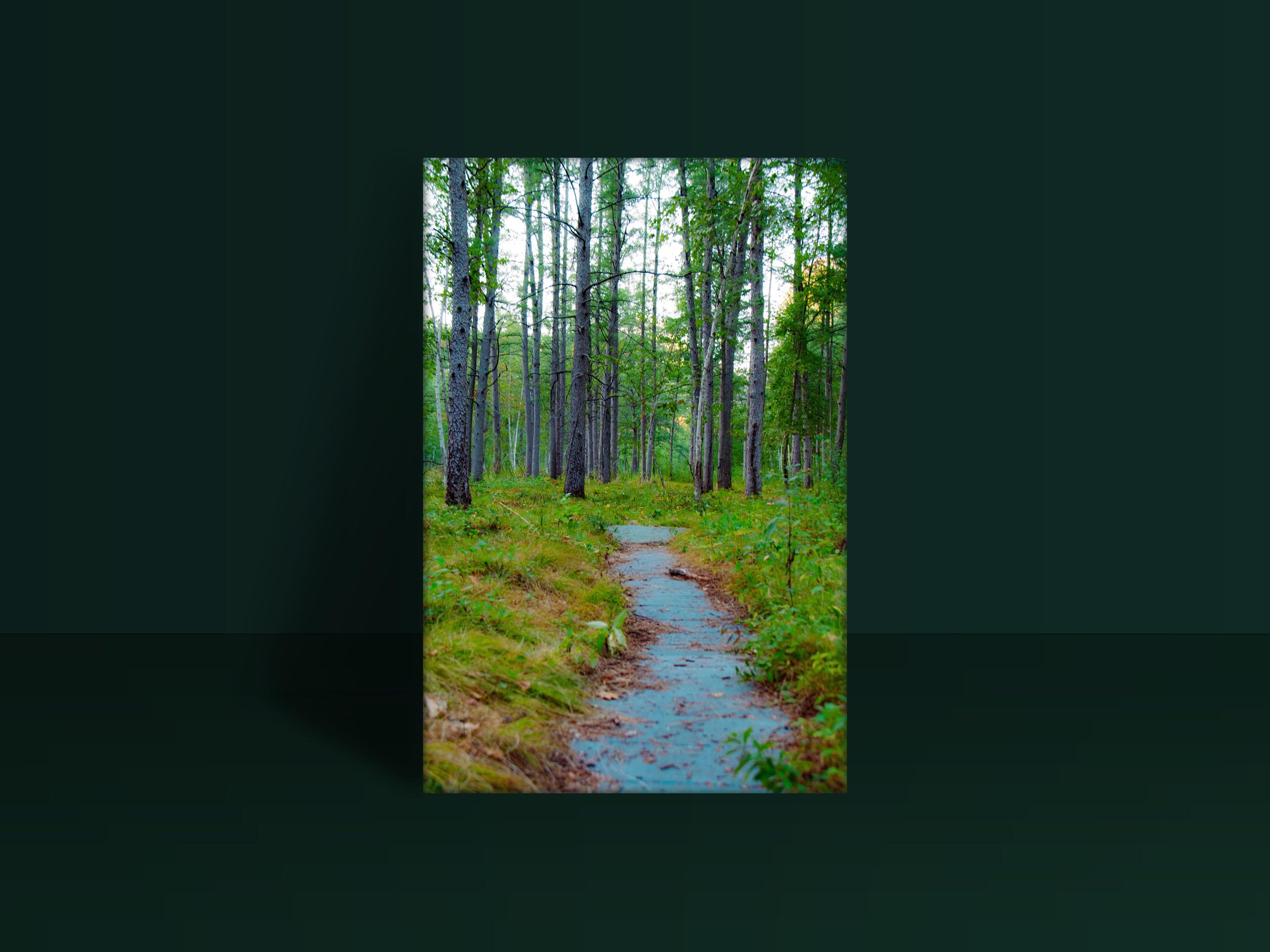 Quaking Bog.jpg