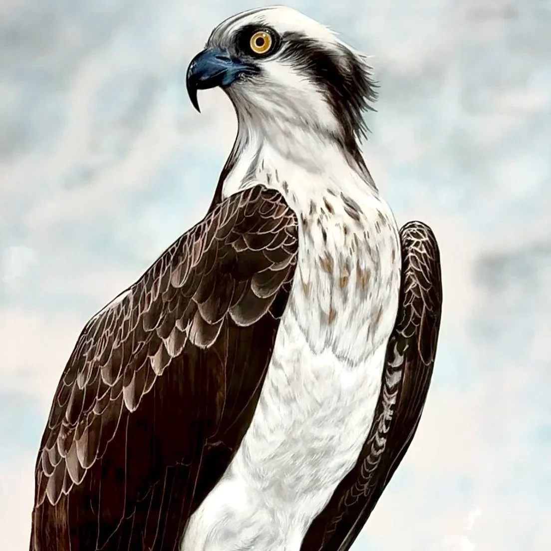 osprey.jpg