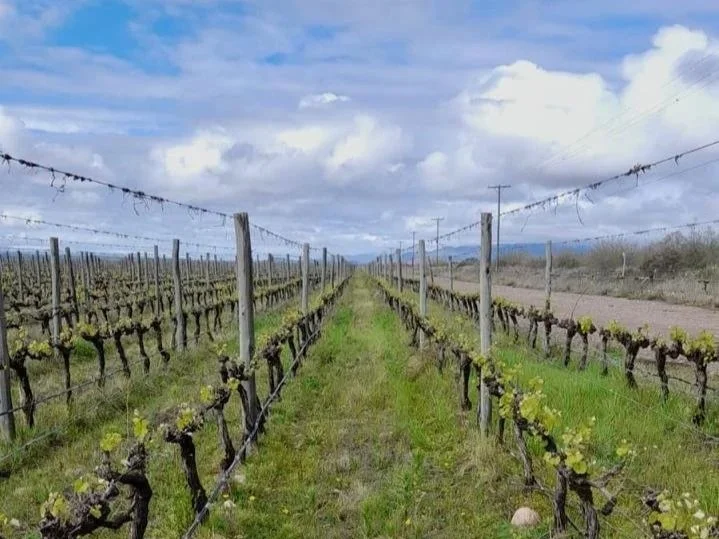 Spring in Uco Valley: What’s happening in our vineyards this October