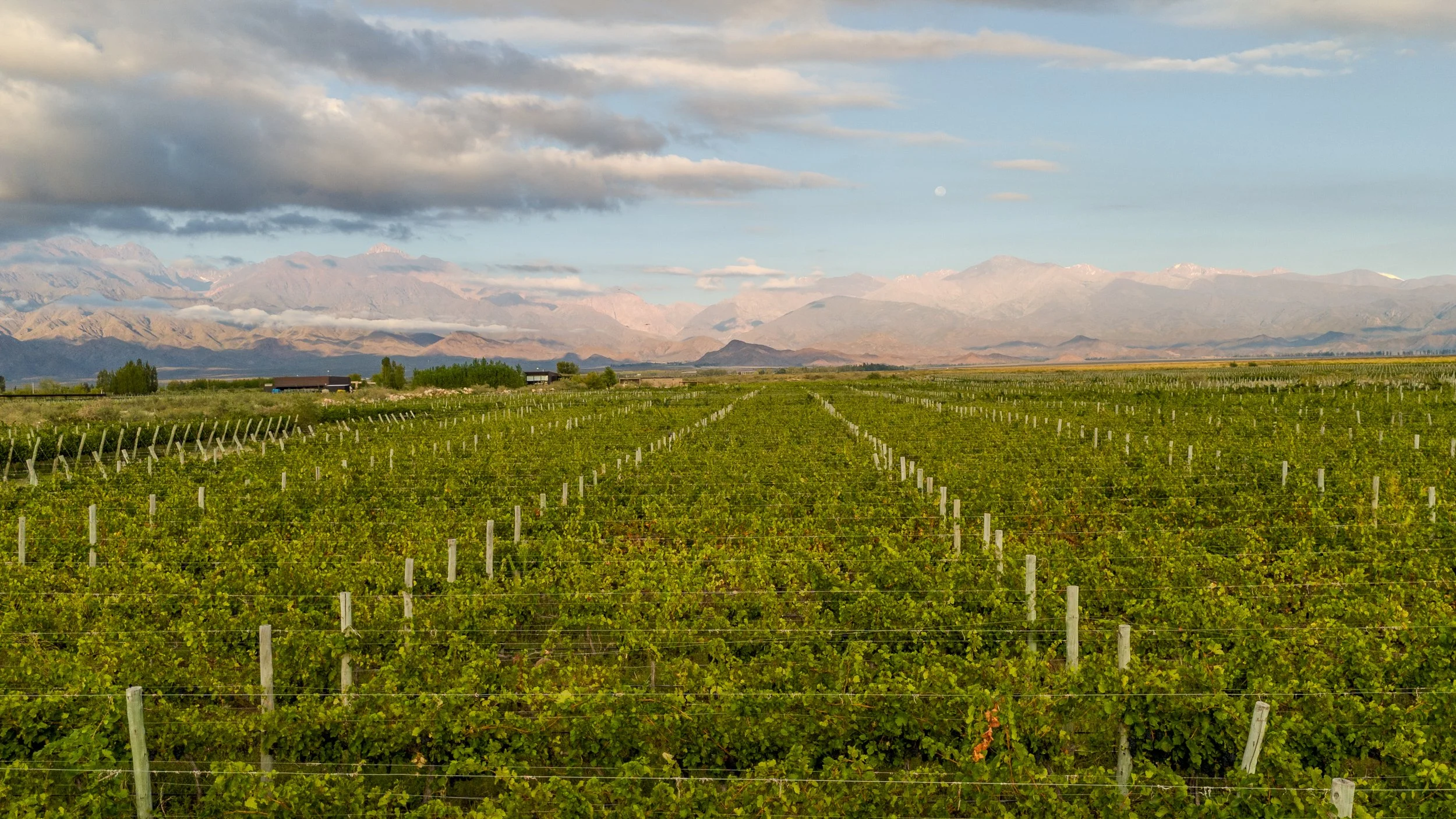 AWI Winery of Texas