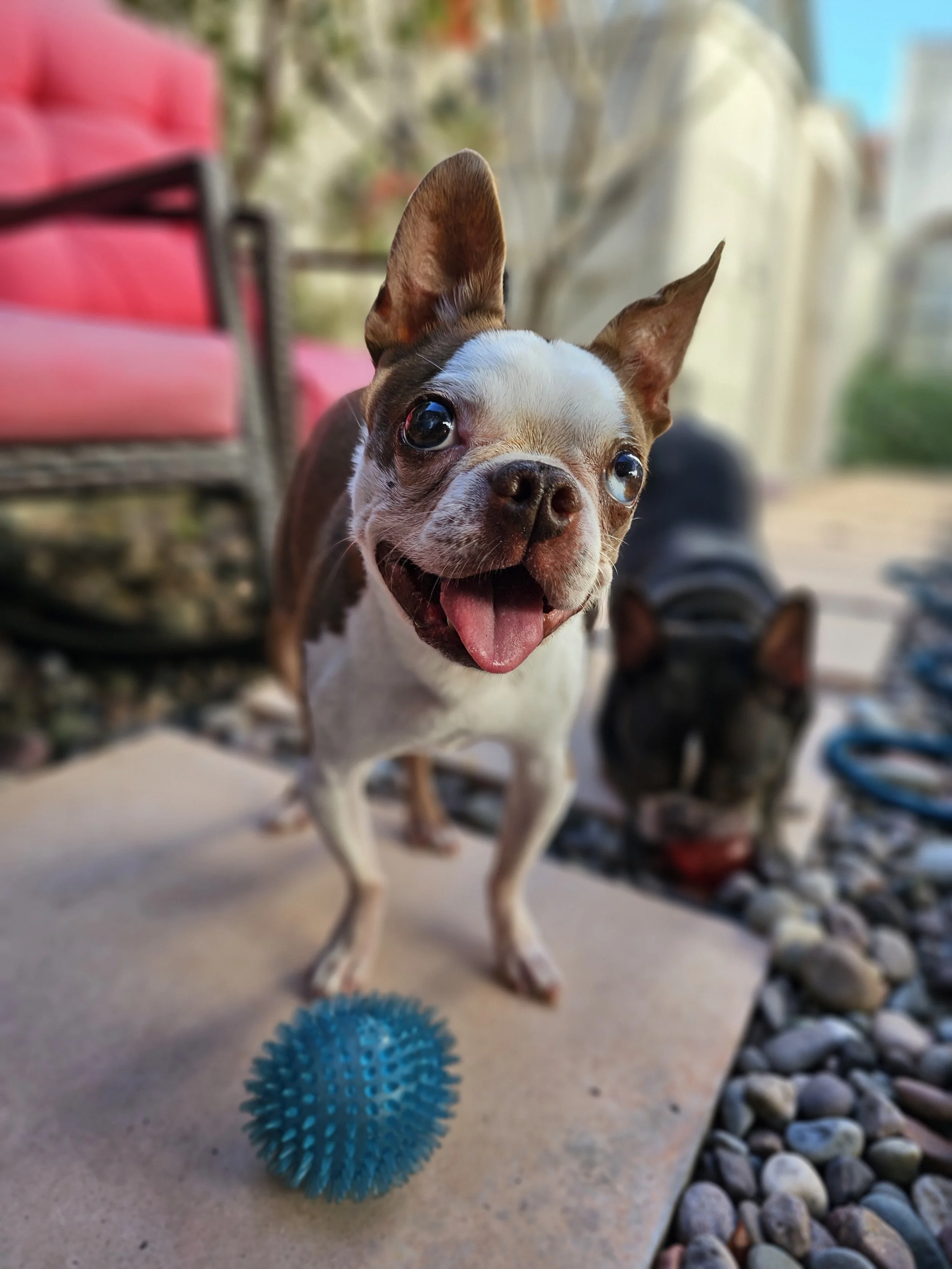 Happy Boston Terrier with tongue out beside a blue spiky ball