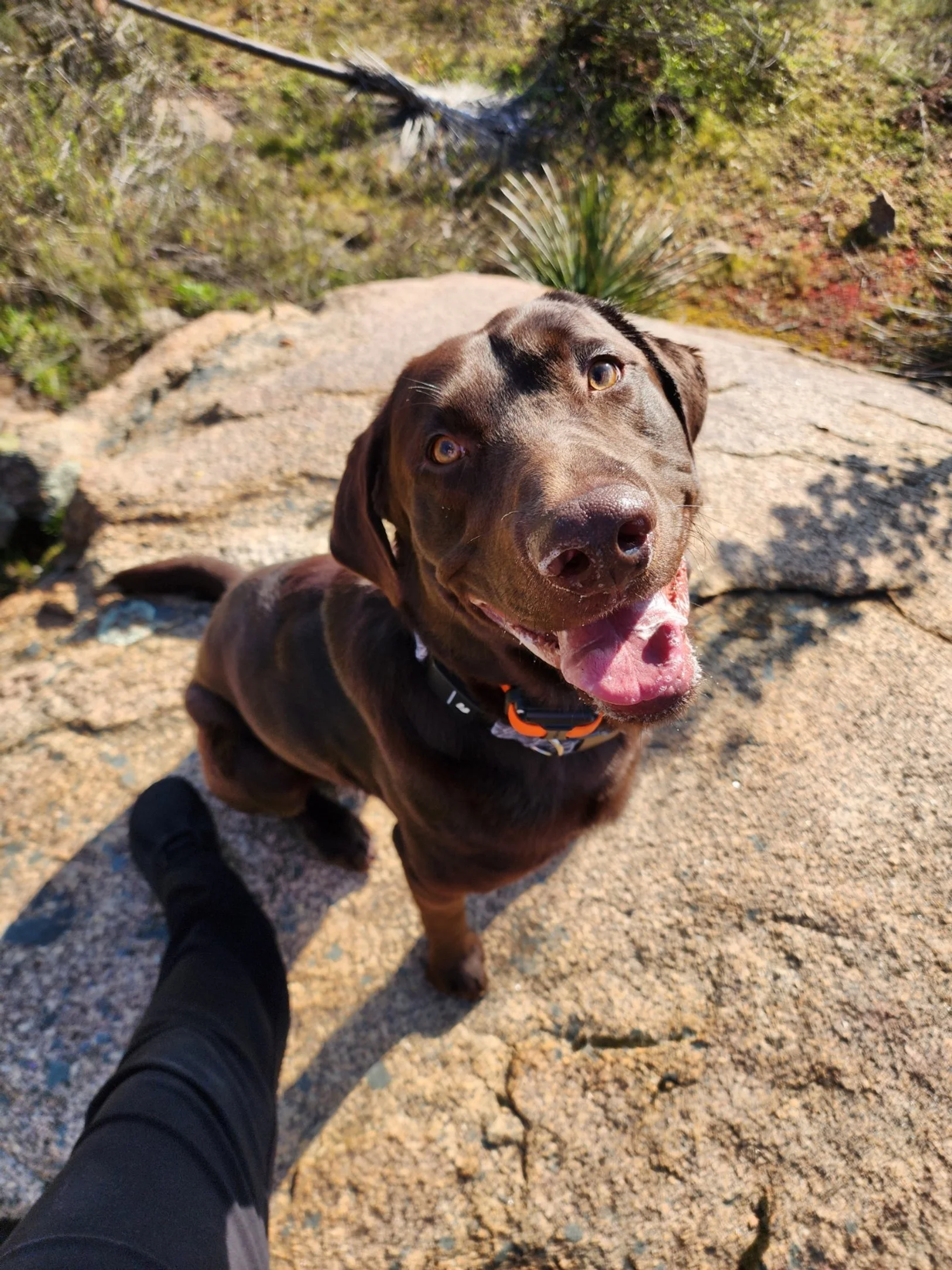 Happy chocolate Labrador retriever wearing a collar and sitting on a rocky outdoor trail
