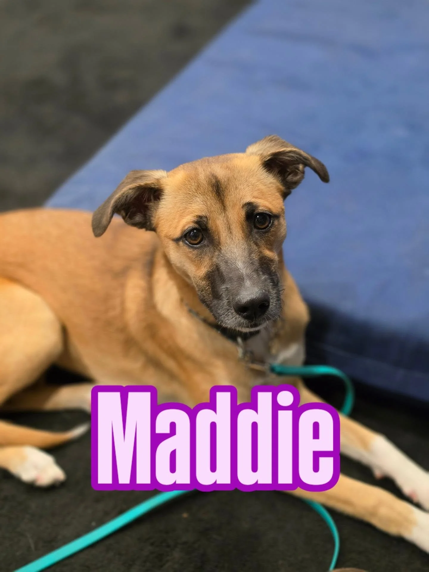 Welcome Maddie!

This 7 month old cutie was adopted by her family when she was just a baby, and now she&rsquo;s here to work on building some confidence and learning the skills she needs to take on the world a little more comfortably.

Maddie is 25% 